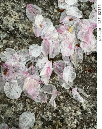 地面に落ちた桜の花びら 127462526