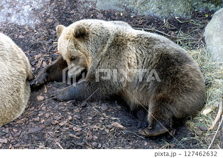 Brown bear resting on the ground near the rocks Brown bear resting on the ground near the rocks 127462632