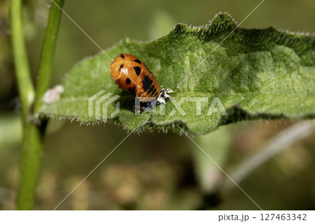 Close up of a UK British Ladybird or Ladybug Insect in the wild 127463342