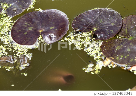 Close up of a DIY wildlife pond with lillies and weeds Close up of a DIY wildlife pond with lillies and weeds 127463345