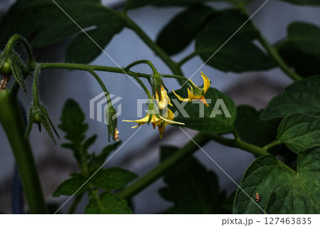 Flower close-up. Tomato plant flower close-up. Growing tomatoes in the garden. 127463835