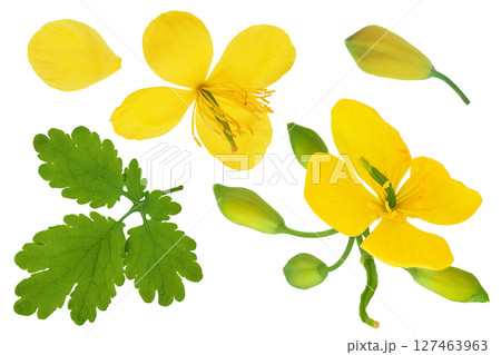 Celandine flower isolated on white background. Top view. Flat lay 127463963