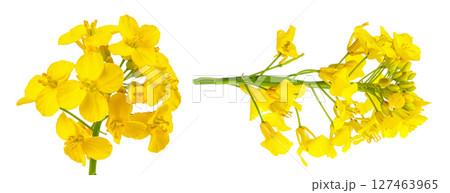 Rapeseed flowers isolated on white background, Top view. Flat lay Rapeseed flowers isolated on white background, Top view. Flat lay 127463965