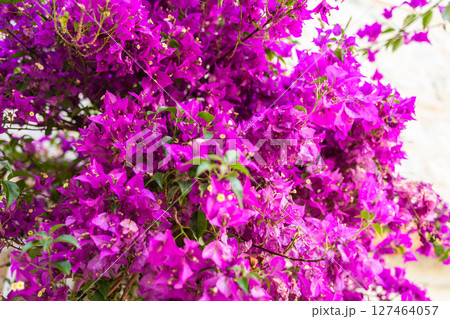 Blooming bougainvillea close-up. Summer travel, Mediterranean flora, and architectural serenity in historic towns. 127464057