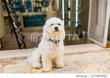 Fluffy white dog resting near shop entrance on warm stone floor. Calm pet moment, cozy urban atmosphere, and friendly local charm. 127464092