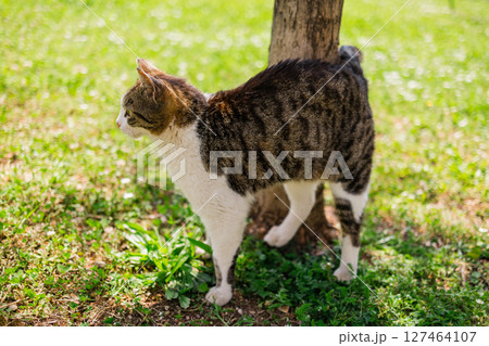Tabby cat brushing against tree on sunny grass. Outdoor calmness, feline behavior, and peaceful summer mood in nature. 127464107