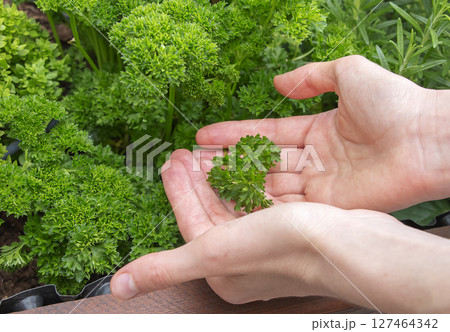 Female hands holding parsley Petroselinum Crispum the medicinal and herbal plant. Female hands holding parsley Petroselinum Crispum the medicinal and herbal plant. 127464342