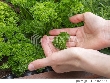 Female hands holding a parsley Petroselinum Crispum the medicinal and herbal plant. 127464343
