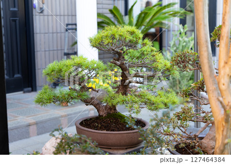 自宅庭の盆栽<6月> 自宅庭の盆栽<6月> 127464384