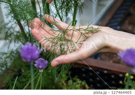 Female hands holding branch of the dill plant Anethum Graeolens in the garden. Female hands holding branch of the dill plant Anethum Graeolens in the garden. 127464405