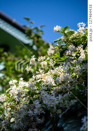 Bushes of blooming scented Jasminum officinale. Common jasmine during flowering in spring. Bushes of blooming scented Jasminum officinale. Common jasmine during flowering in spring. 127464438
