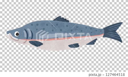 鮭 水彩風手描きイラスト 鮭 水彩風手描きイラスト 127464518