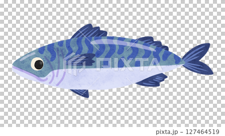 鯖　水彩風手描きイラスト 127464519