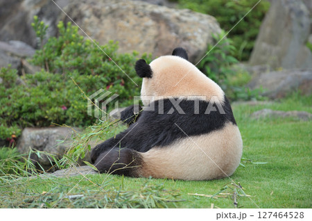 おいしそうに竹を食べる愛浜 127464528