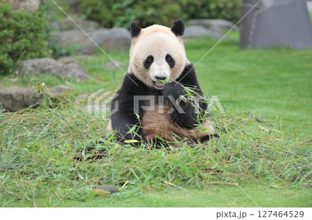 おいしそうに竹を食べる愛浜 127464529