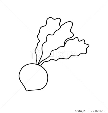Fresh turnip outline symbol. Fresh organic vegetable. Natural vegetarian food. Healthy eating. Vector illustration 127464652