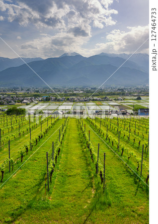 ワイン用ブドウ畑と水田と北アルプス【北安曇郡池田町】 127464733
