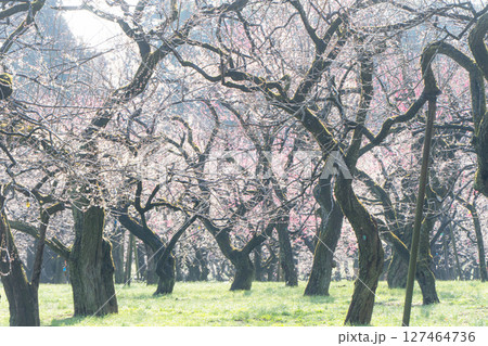 水戸偕楽園の梅林 127464736