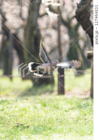 水戸偕楽園の梅林と羽ばたく鳩 水戸偕楽園の梅林と羽ばたく鳩 127464831