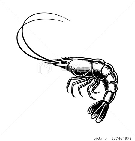 Illustration of shrimp in monochrome style. Shrimp in logo style. Design element for logo, emblem, sign, badge, poster. Vector illustration 127464972