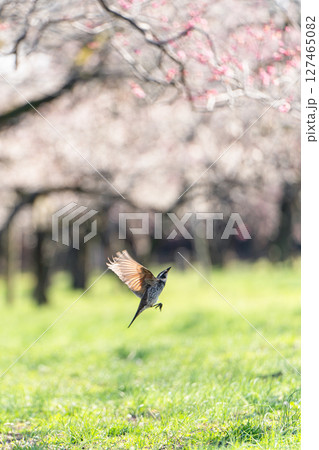 水戸偕楽園の梅林と羽ばたく鳥 127465082