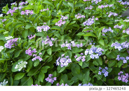 公園に咲く満開のガクアジサイの花 公園に咲く満開のガクアジサイの花 127465248