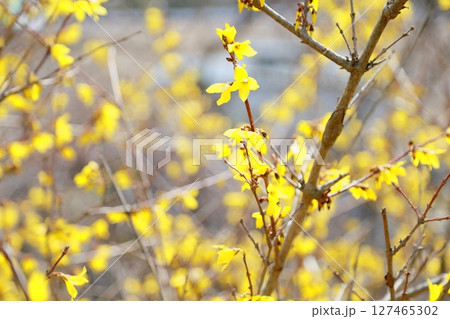 レンギョウの花　満開 127465302