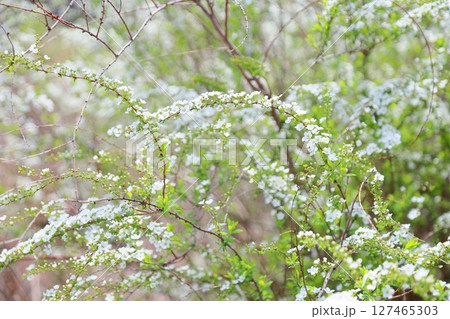 咲始め　ユキヤナギの花 127465303