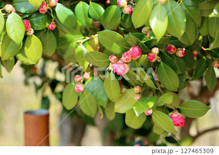 咲始め ツバキの花 咲始め ツバキの花 127465309