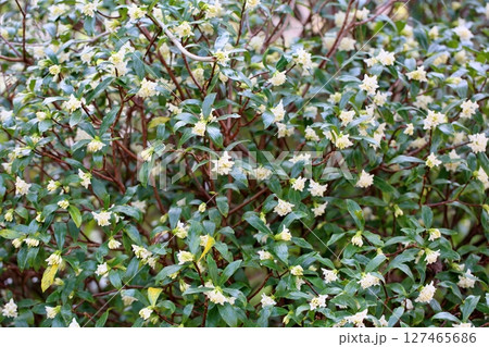 爽やか　ジンチョウゲの花 127465686