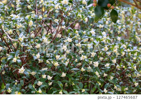 爽やか ジンチョウゲの花 爽やか ジンチョウゲの花 127465687