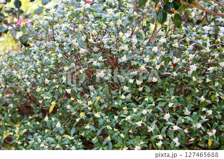 咲始め　ジンチョウゲの花 127465688