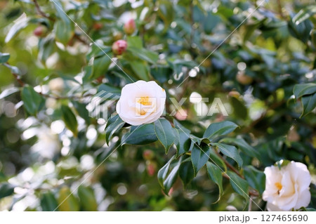 咲始め　ツバキの花 127465690