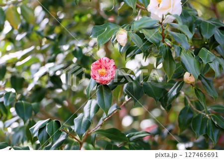 咲始め ツバキの花 咲始め ツバキの花 127465691