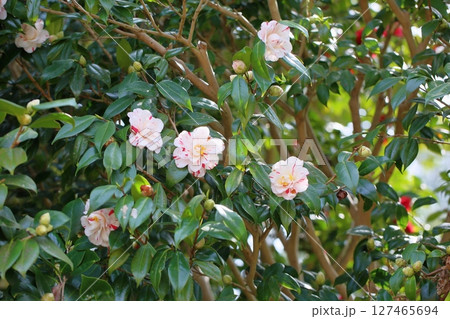 咲始め　ツバキの花 127465694