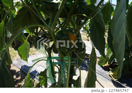 パプリカ 127465747