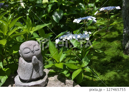 三河のあじさい寺の庭園のお地蔵さん 127465755