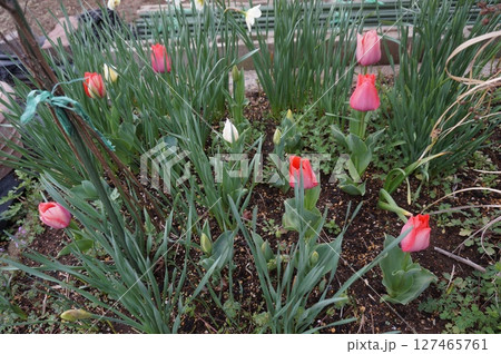 チューリップ チューリップ 127465761