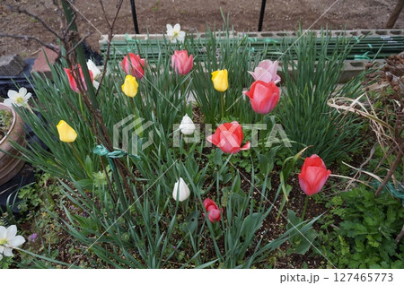 チューリップ 127465773