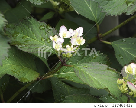 雨上がりに咲くガクアジサイの可憐な花 127466418