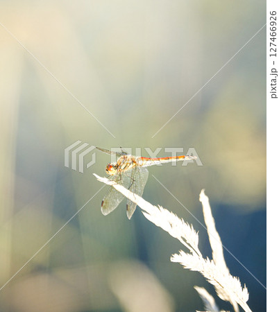 秋の気配がする夏の終わりに見た赤とんぼ 127466926