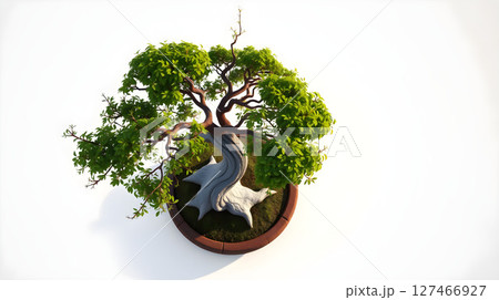 A top-down view of a bonsai tree in a brown pot against a white background. A top-down view of a bonsai tree in a brown pot against a white background. 127466927