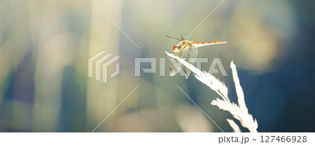 秋の気配がする夏の終わりに見た赤とんぼ 127466928