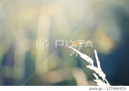 秋の気配がする夏の終わりに見た赤とんぼ 秋の気配がする夏の終わりに見た赤とんぼ 127466929