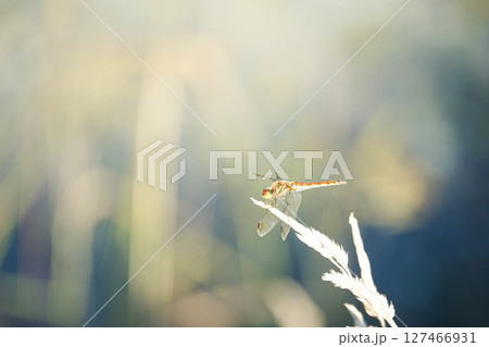 秋の気配がする夏の終わりに見た赤とんぼ 127466931