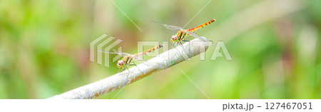 秋の空気が支配する季節に仲良く止まっている赤とんぼ 127467051