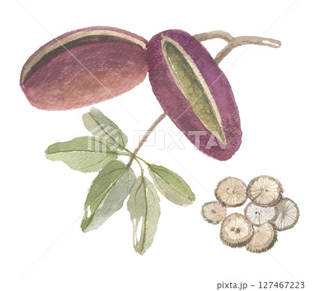 水彩で描いた木通　アケビ　実と茎 127467223