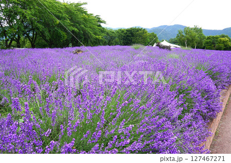 ラベンダーの花    127467271