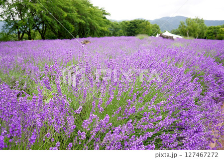 ラベンダーの花    127467272