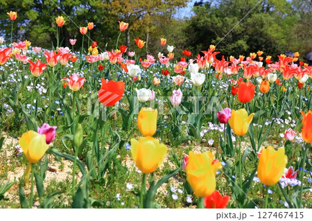 【香川県】春の国営讃岐まんのう公園（ネモフィラとチューリップ畑） 127467415